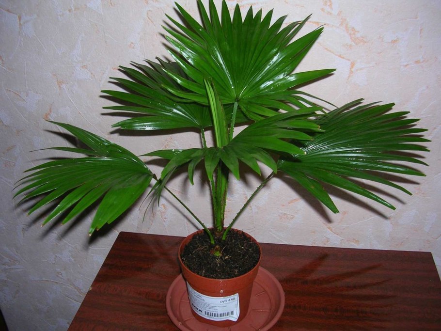 Ропалостилис Пальма комнатная