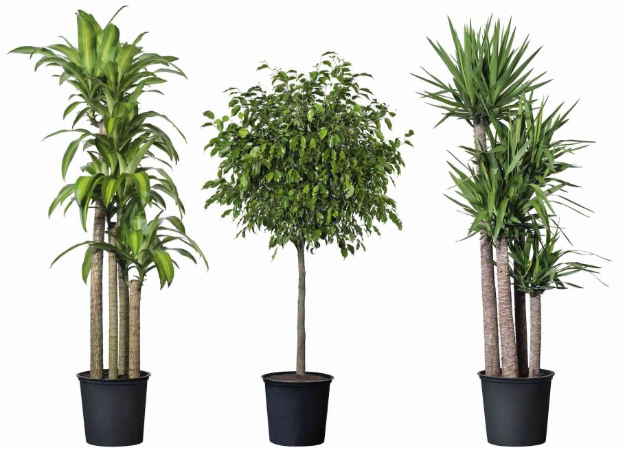 Панданус Сандера винтовая Пальма