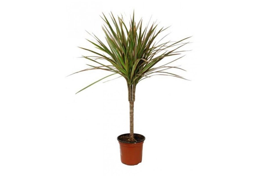 Драцена Массанжана (70 см)