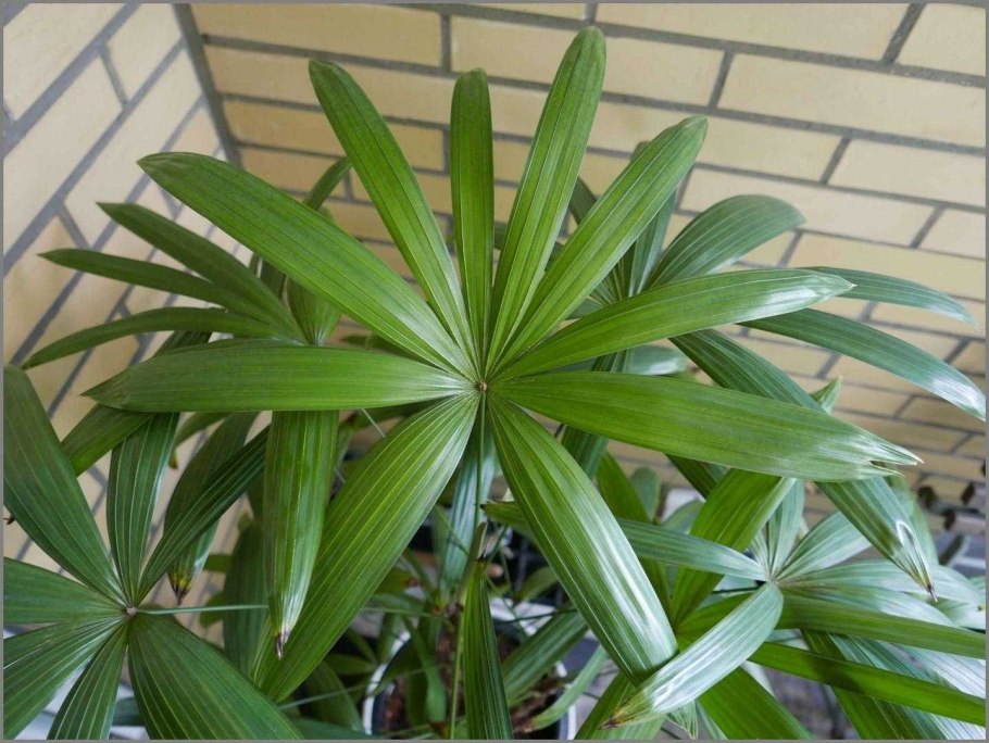 Пальма Драцена окаймленная