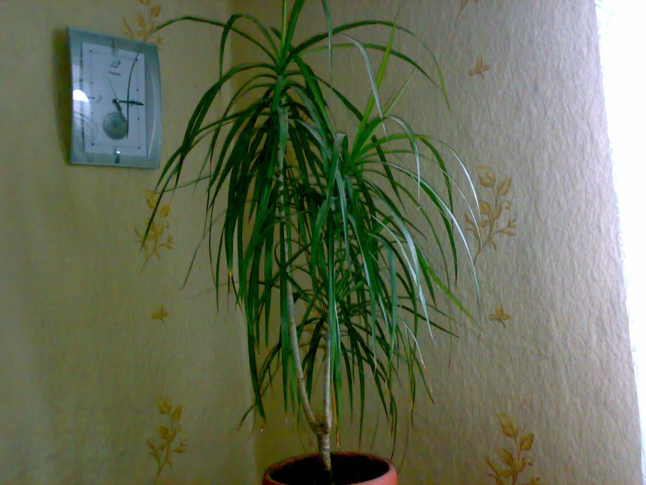 Драцена окаймленная (Dracaena marginata.)