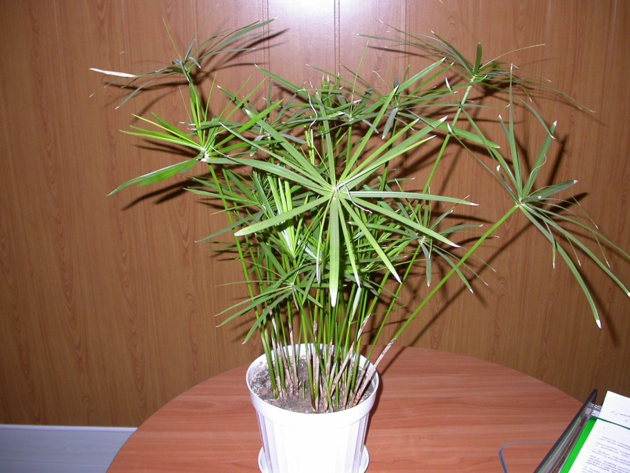 Драцена Пальма панданус