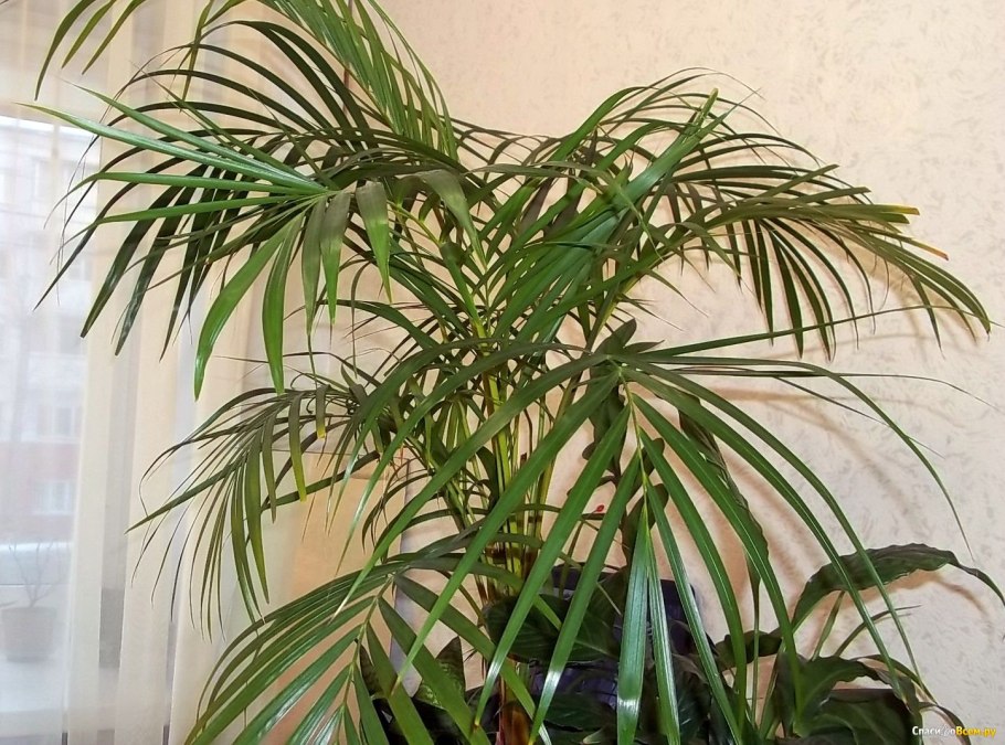 Юкка Драцена Пальма