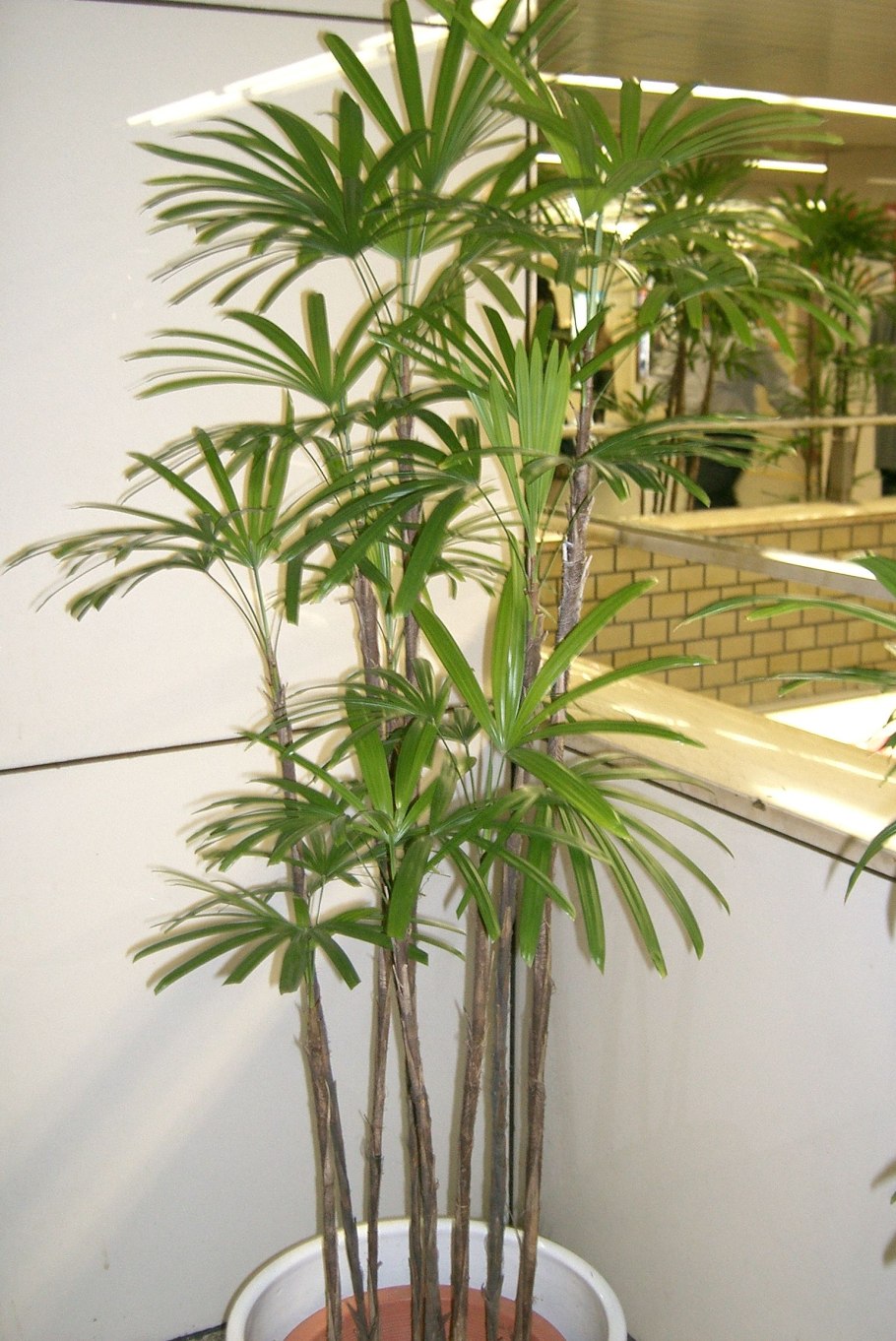 Пальма комнатная Ховея