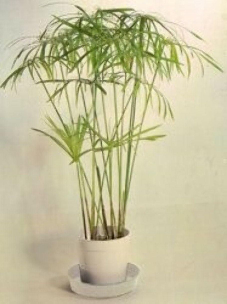 Циперус осоковых