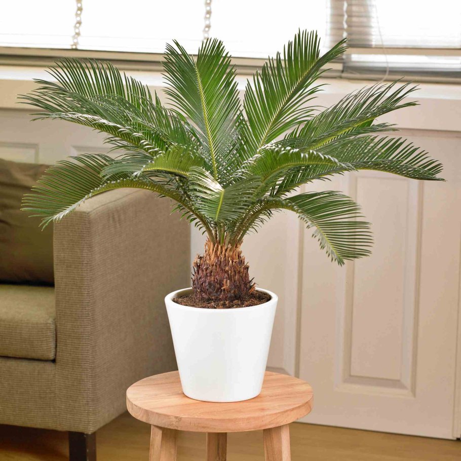 Комнатная Пальма Рапис