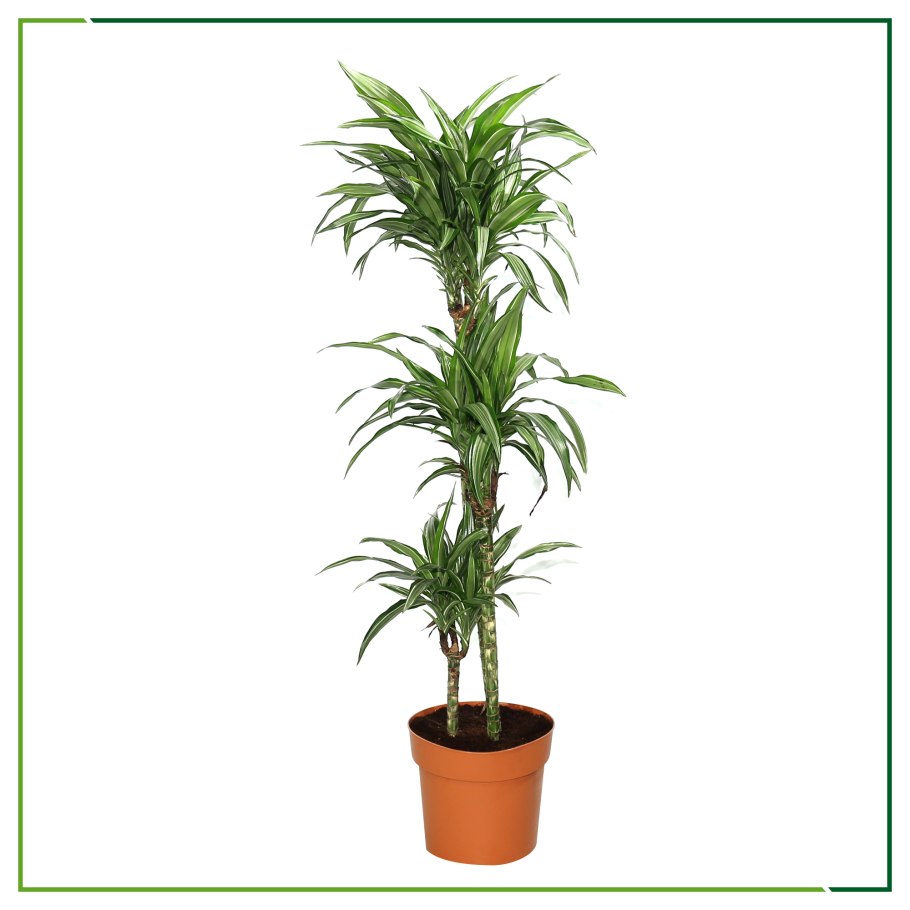 Пальмовая Юкка