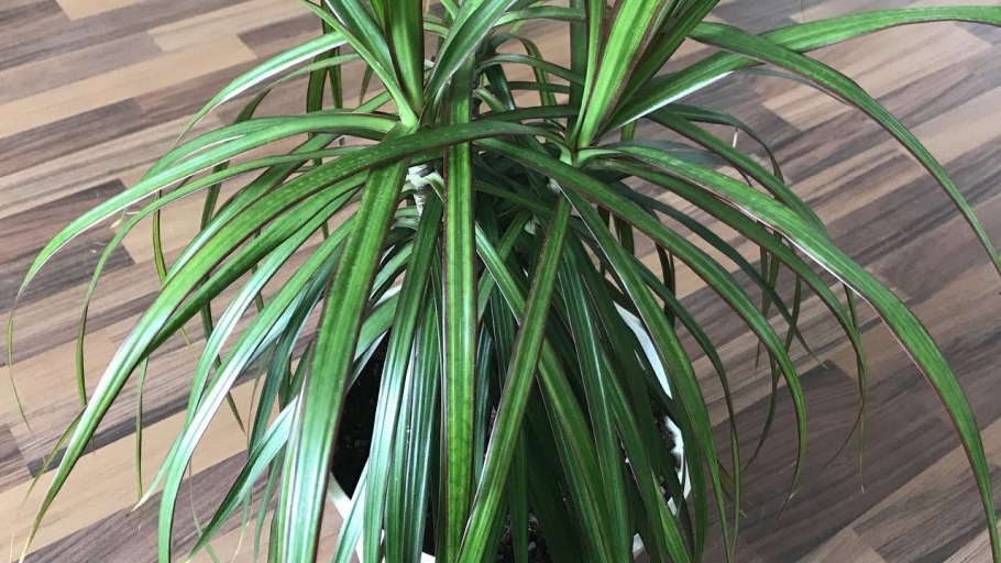 Драцена ложная Пальма