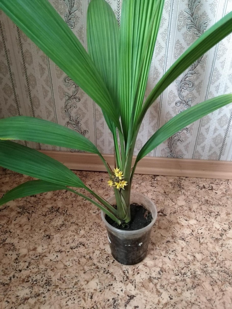 Драцена Пальма панданус