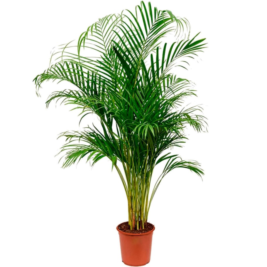 Пальма Ливистона