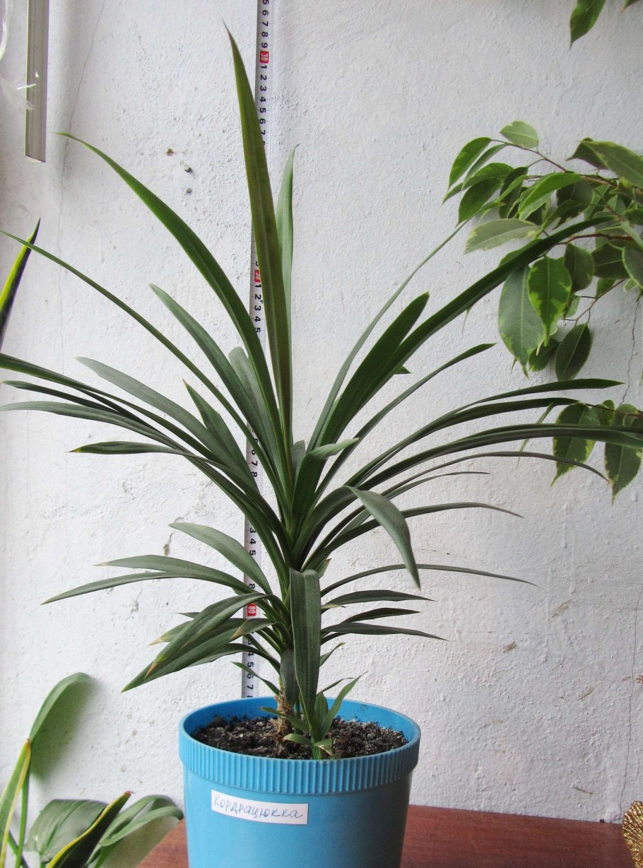 Фикус пальмовидный