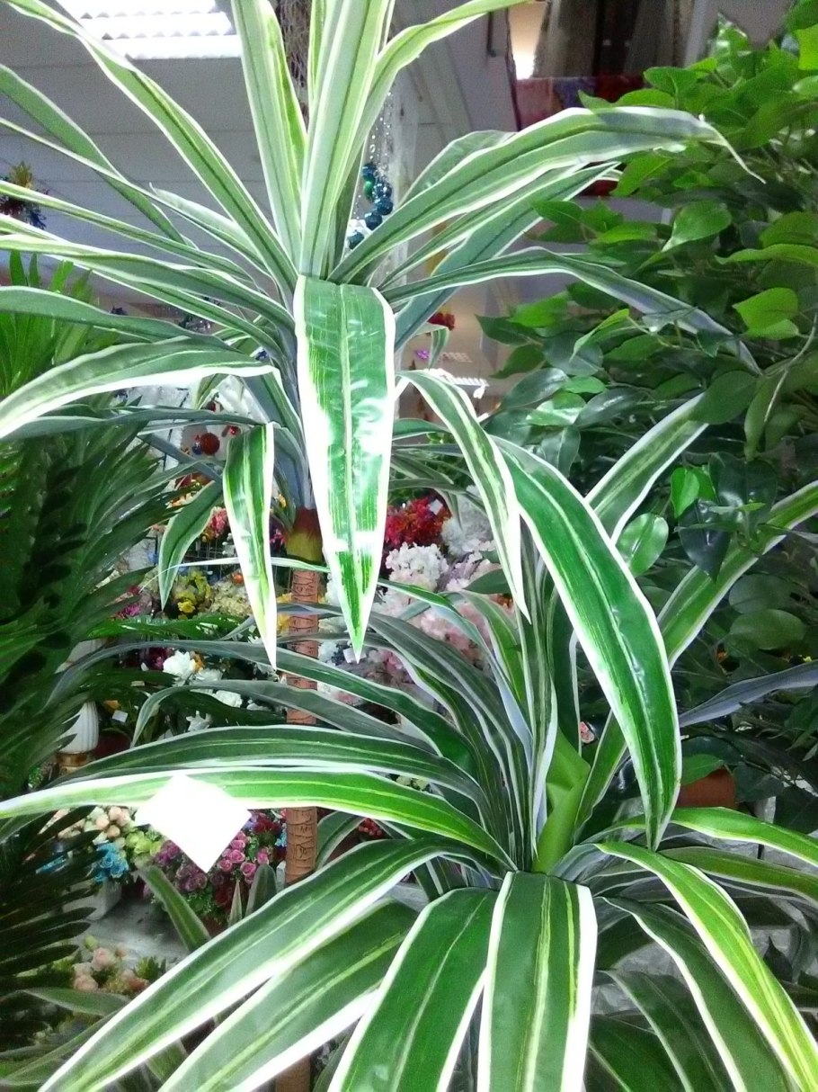 Комнатная Пальма Трахикарпус