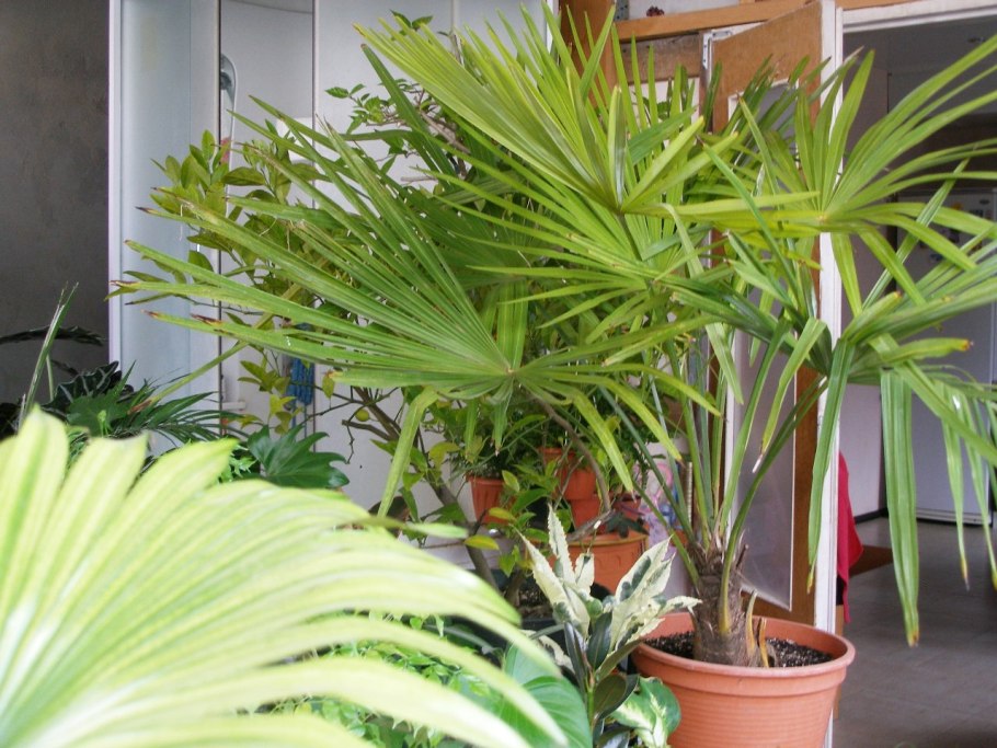 Бамбуковая Пальма хамедорея