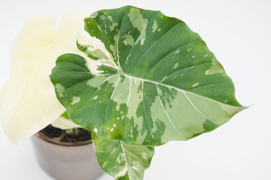 Алоказия Плант