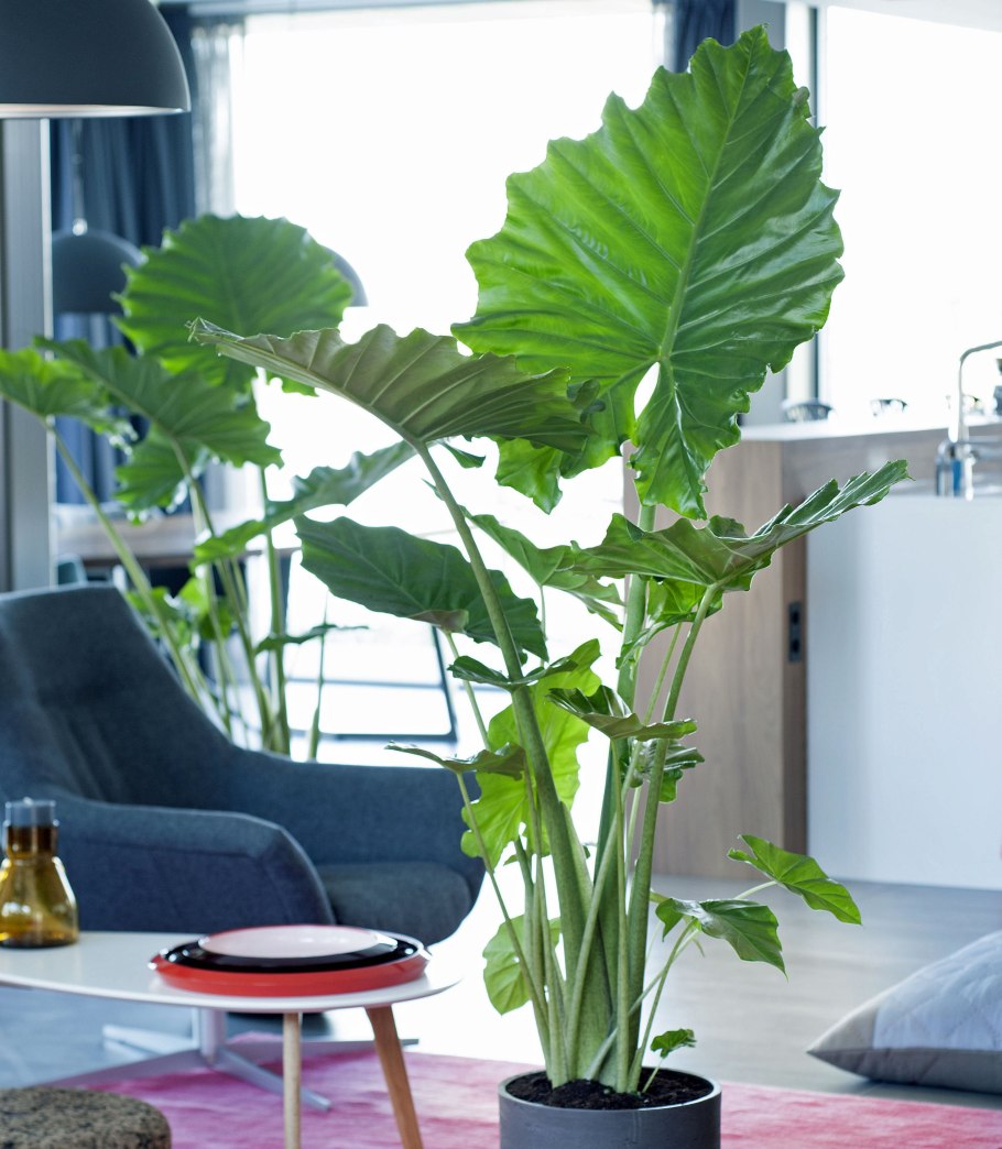 Алоказия Дварф