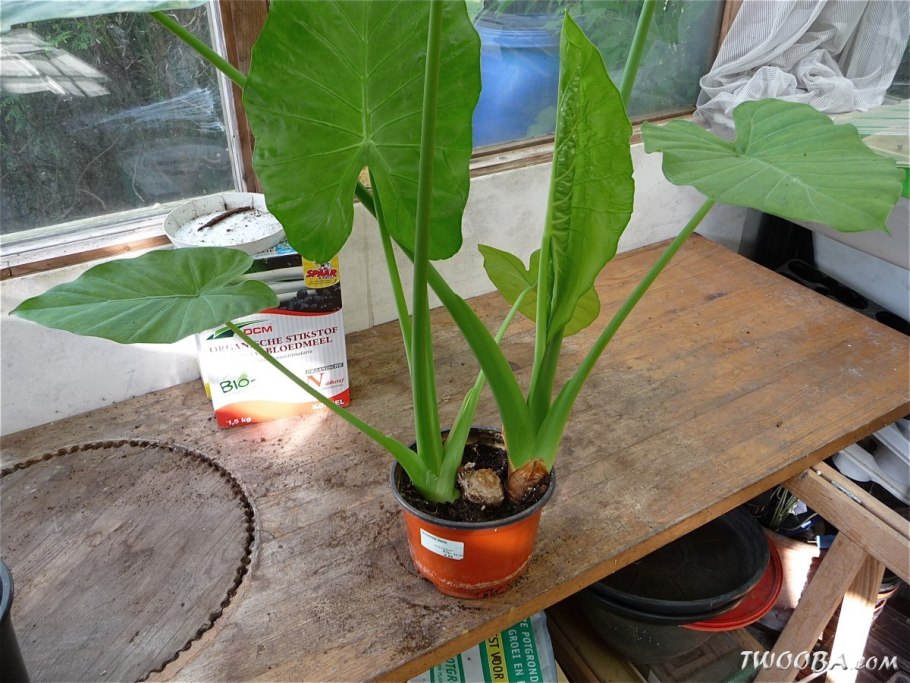 Алоказия айвори Кост