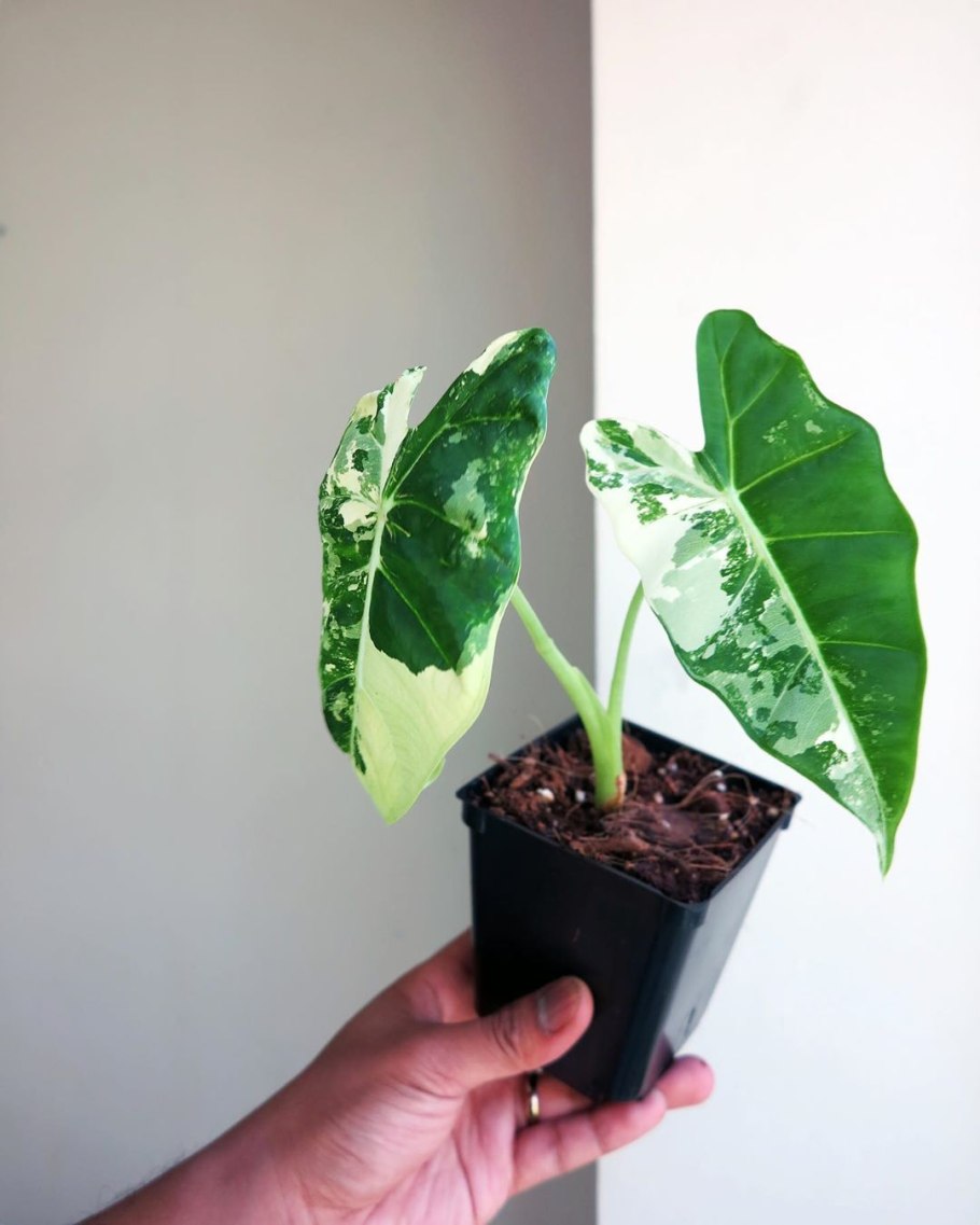 Алоказия Триангулярис