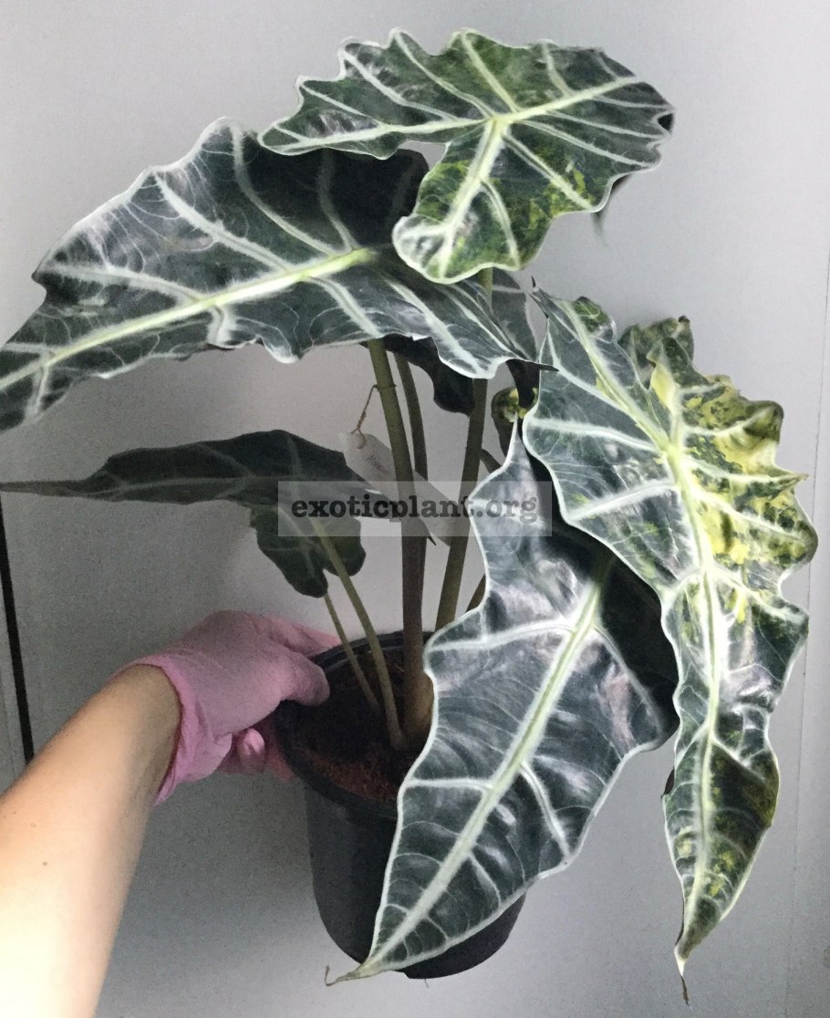 Алоказия амазоника