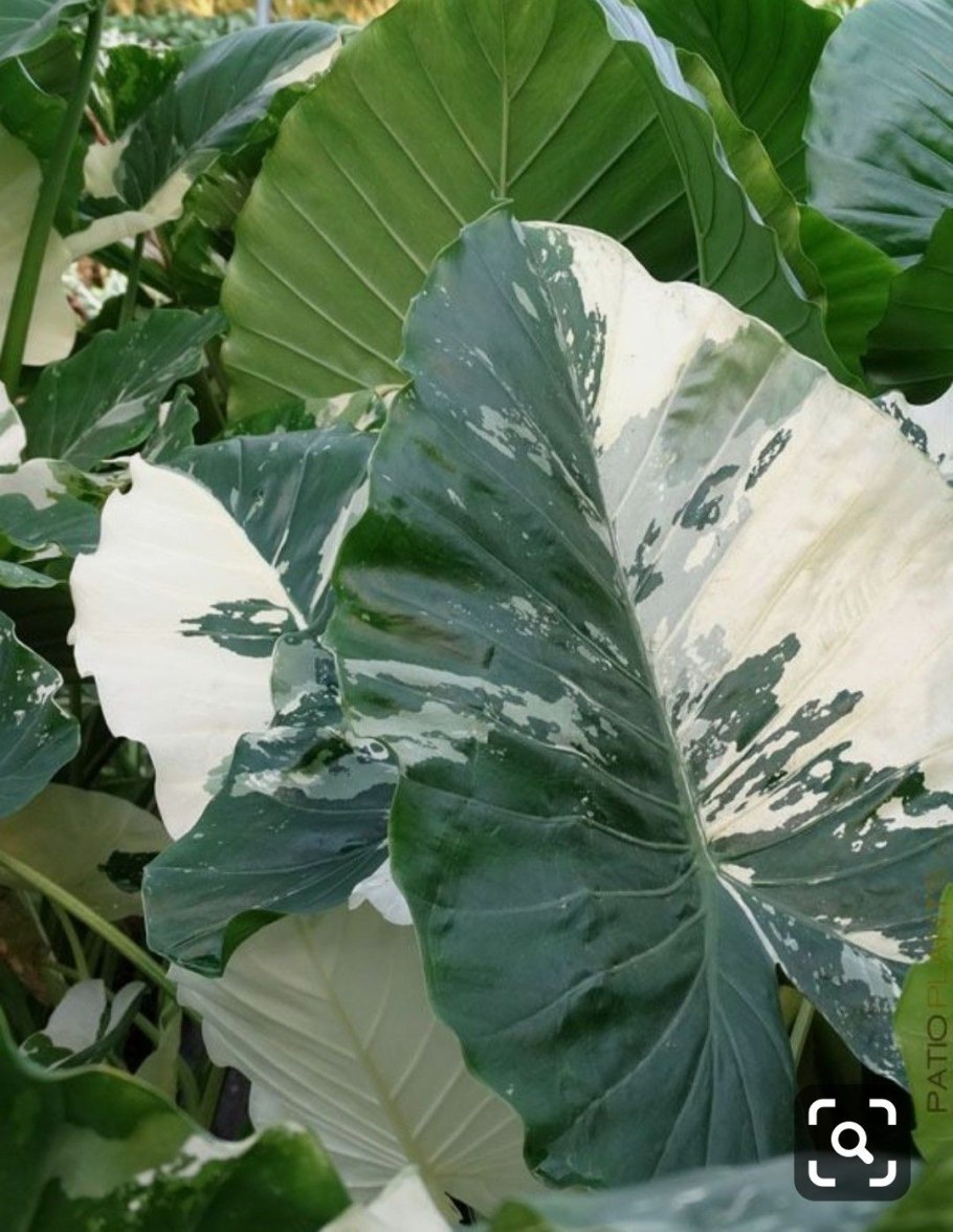 Алоказия Окинава Сильвер