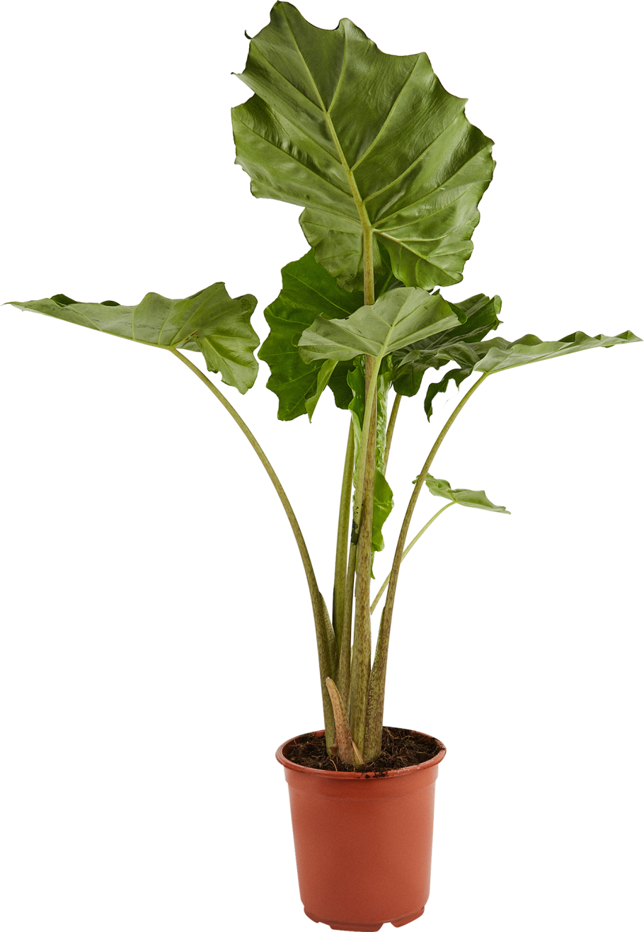 Алоказия Гагена Калифорния