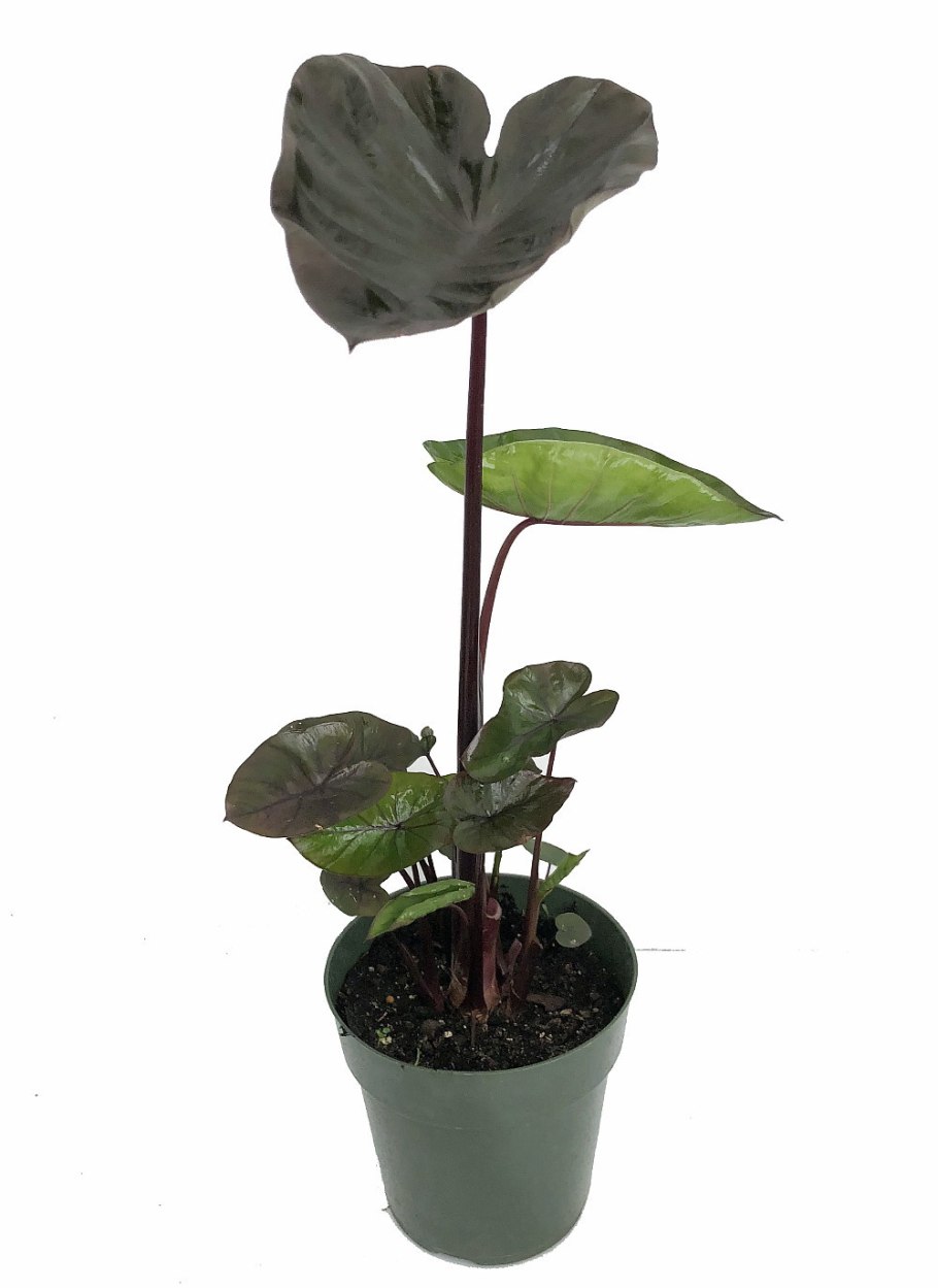 Алоказия macrorrhiza