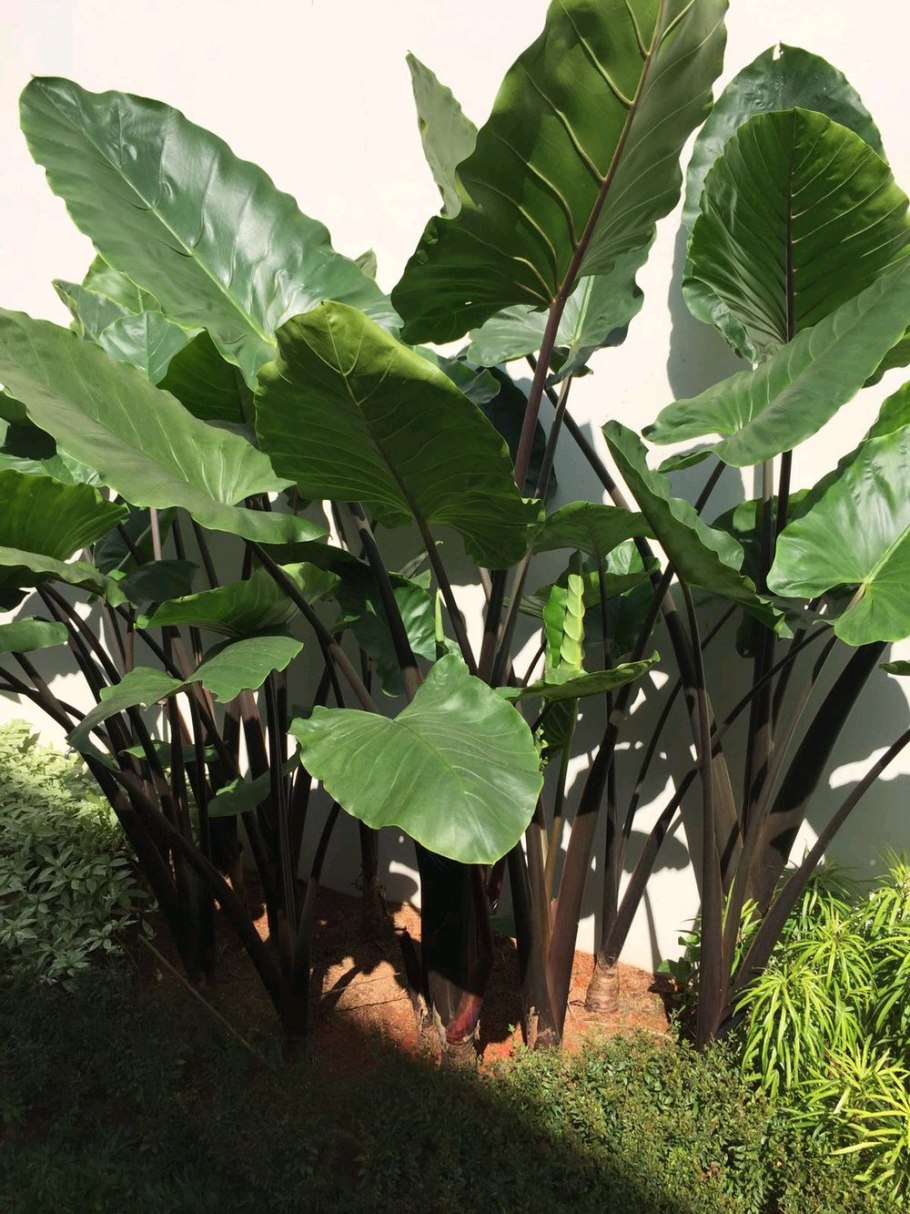 Алоказия Пинк Пэшн