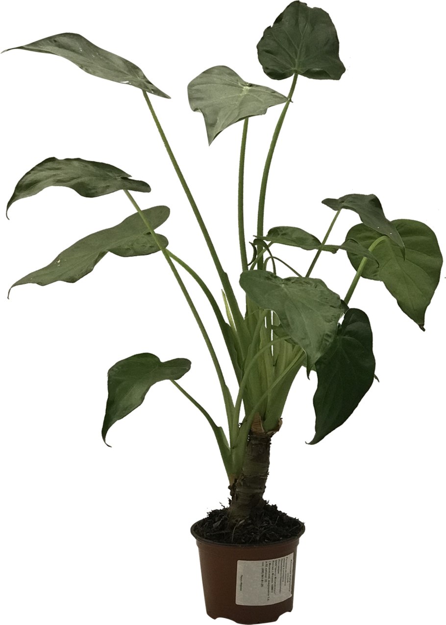 Alocasia macrorrhiza 'macrorrhiza'