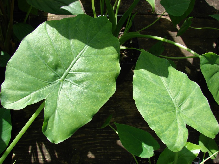 Алоказия макрориза Вариегата