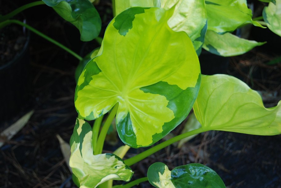 Алоказия пятнистая