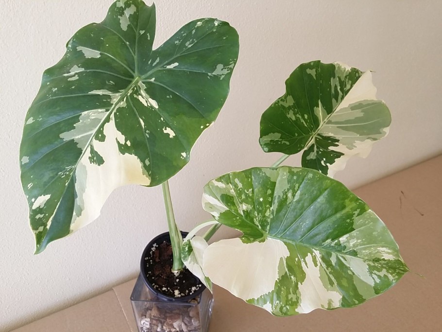 Алоказия ОДОРА