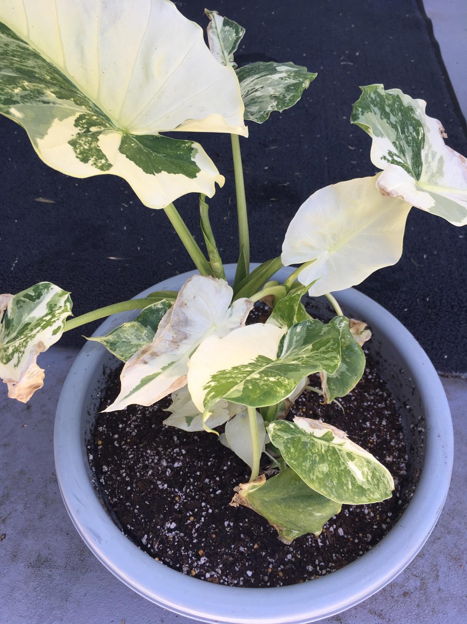 Alocasia macrorrhiza