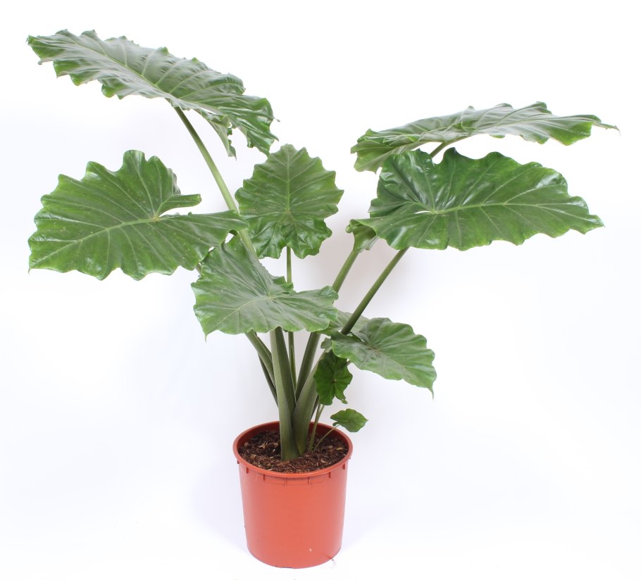 Алоказия Болотная