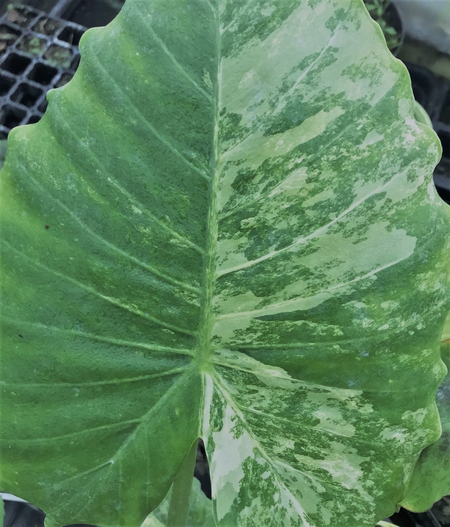 Алоказия медная цветение