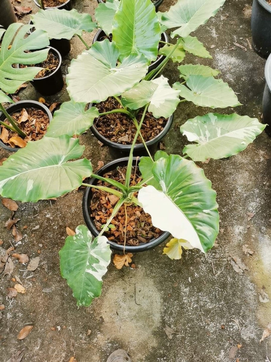 Алоказия макрориза Блэк СТЭМ