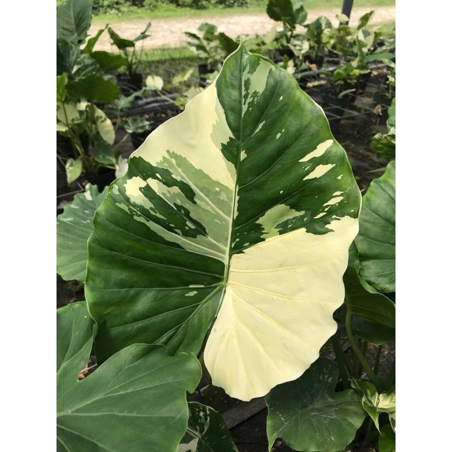 Алоказия ОДОРА вариегатная