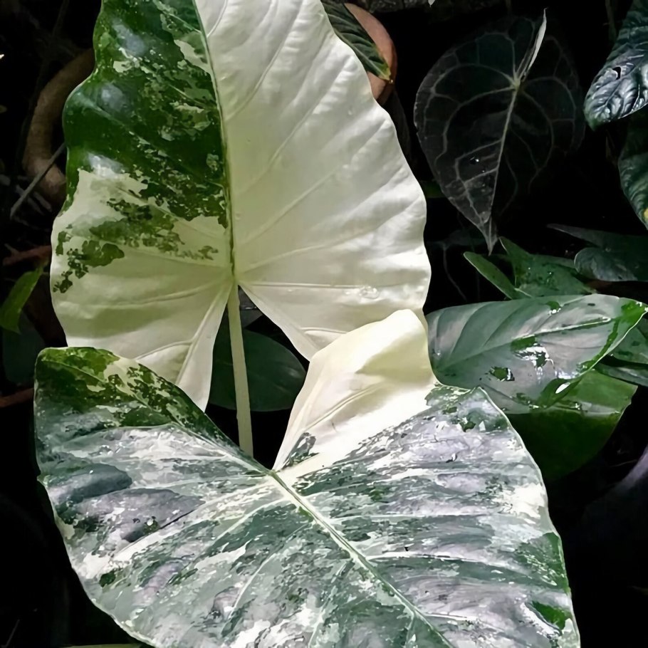 Алоказия Гагеана 250