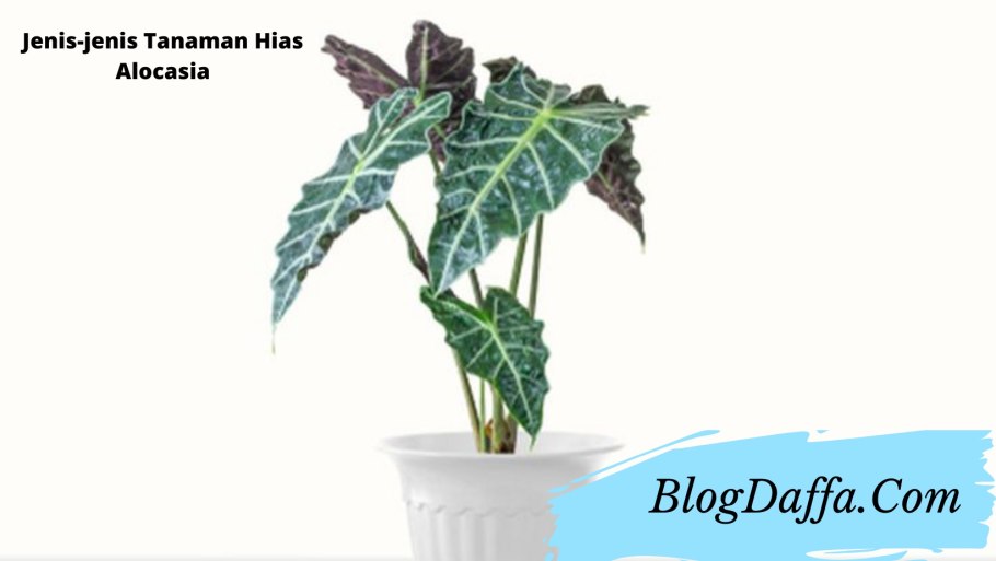 Алоказия Кукулата Вариегата