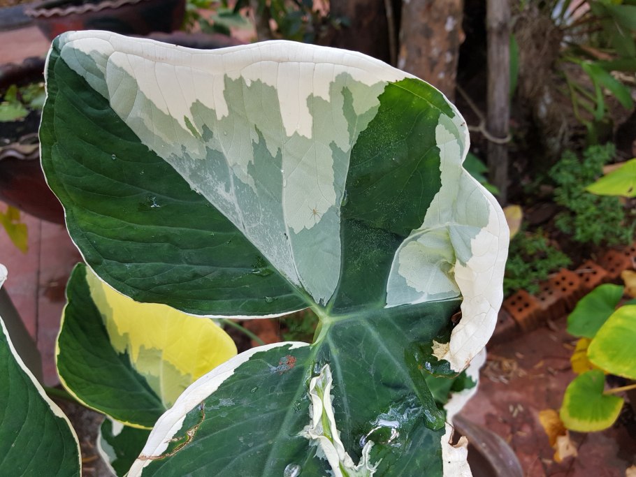 Алоказия Гагеана вариегатная