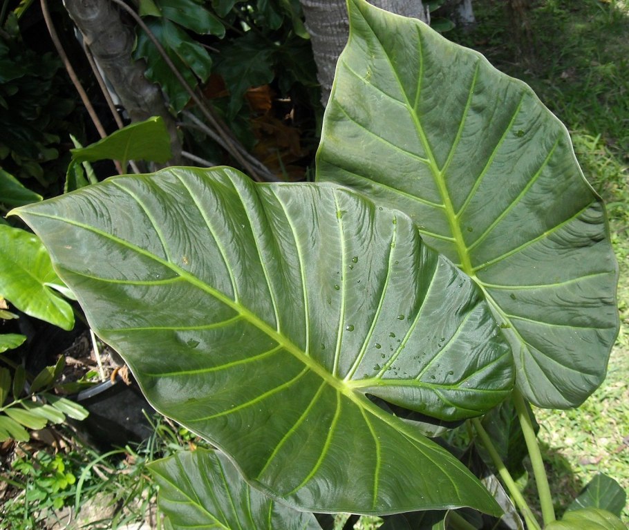 Алоказия макрориза Блэк СТЭМ