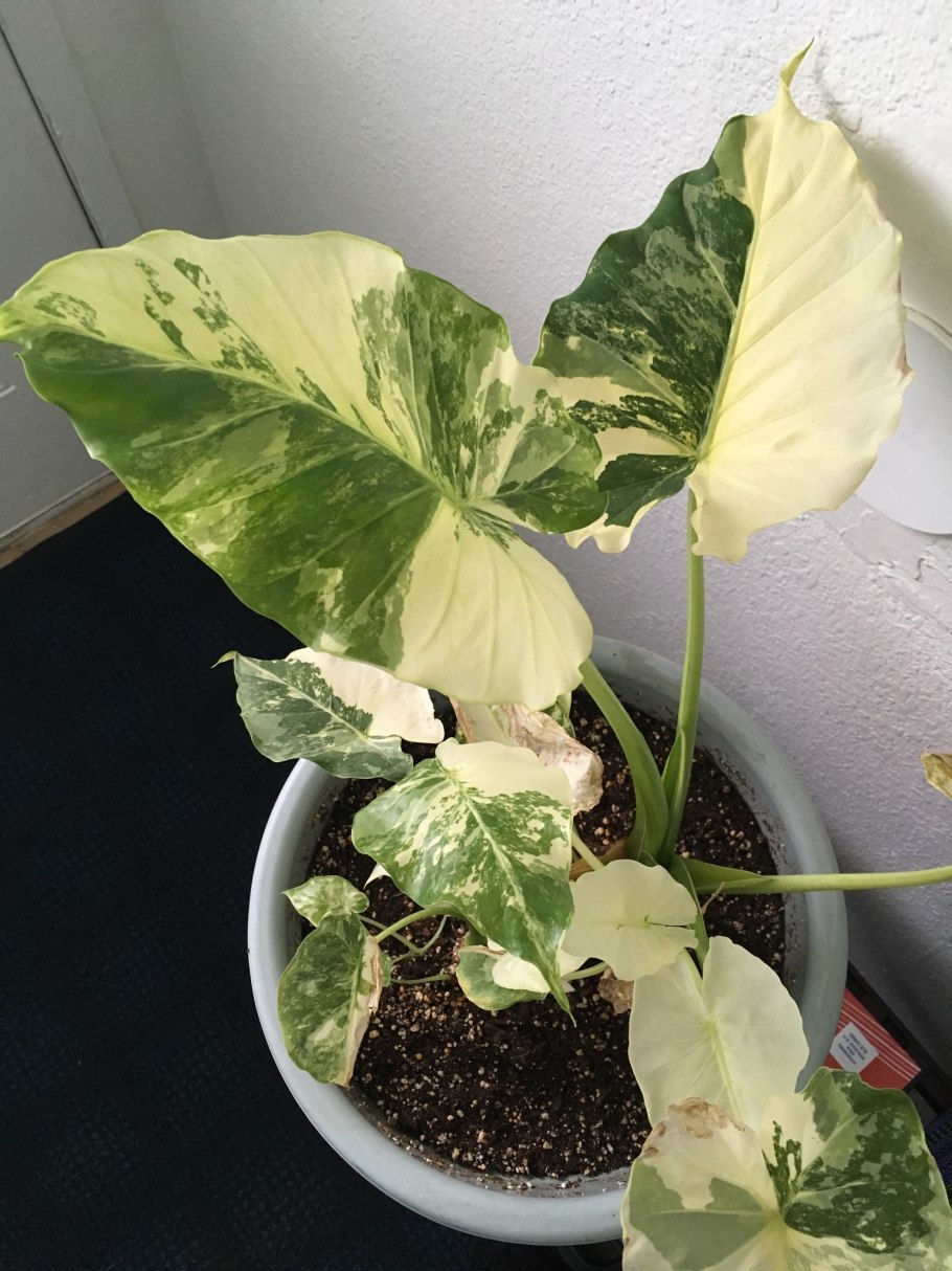 Алоказия Вариегата