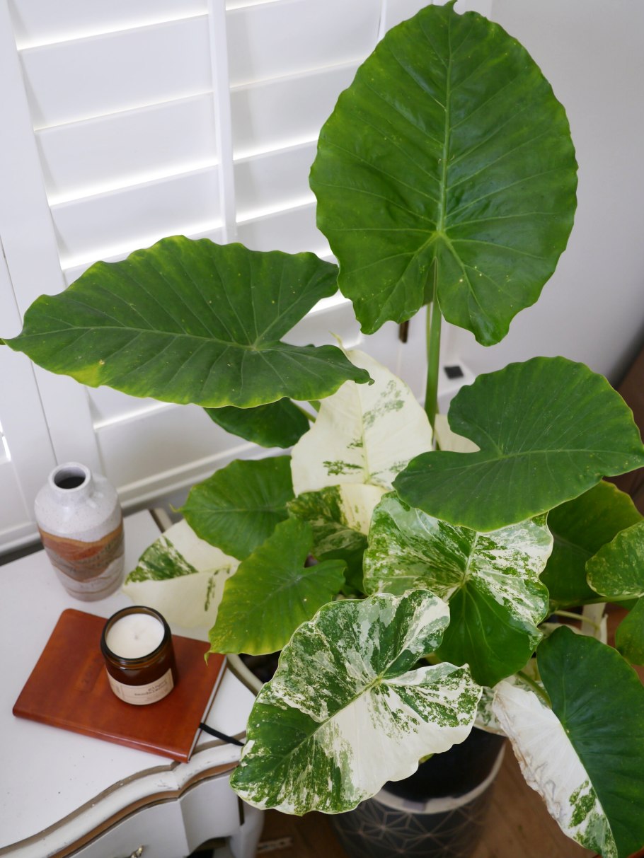 Алоказия odora