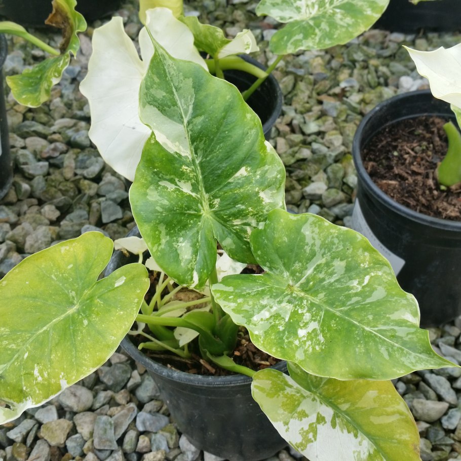 Алоказия Кукулата Вариегата