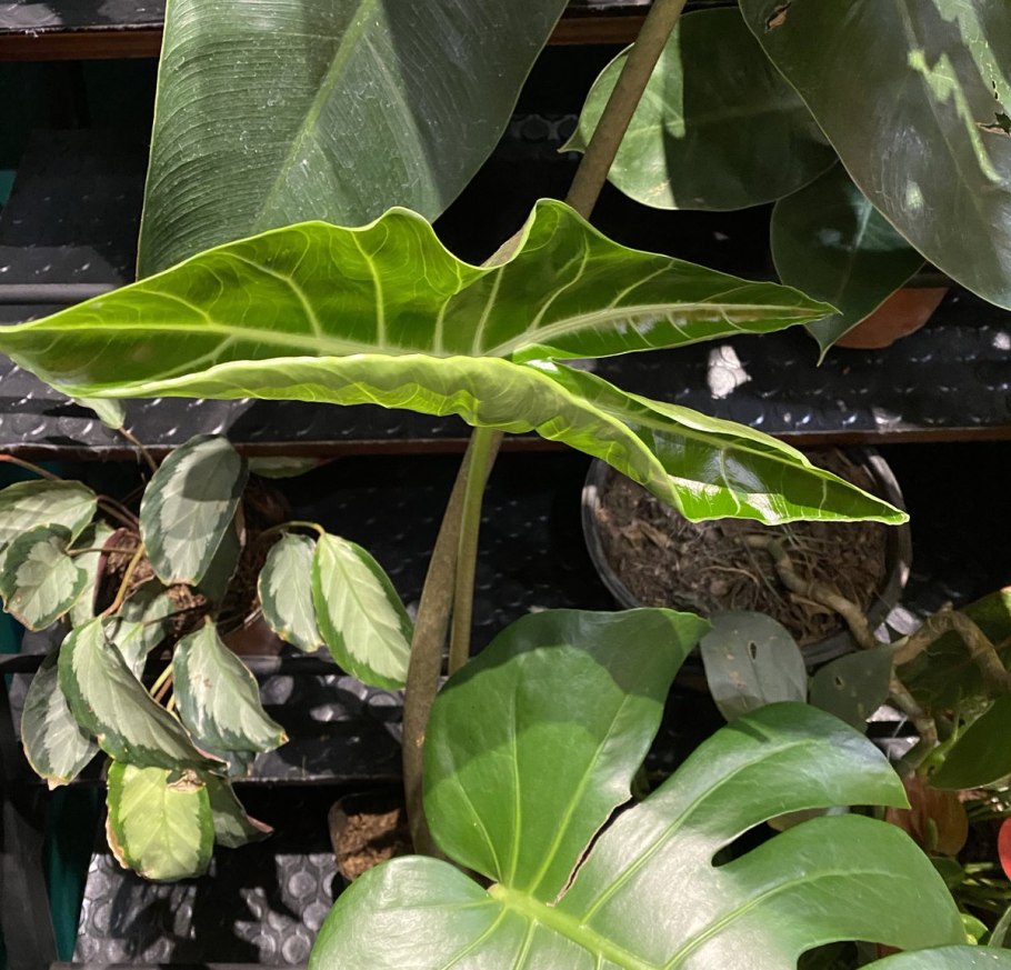 Алоказия регал шилдс