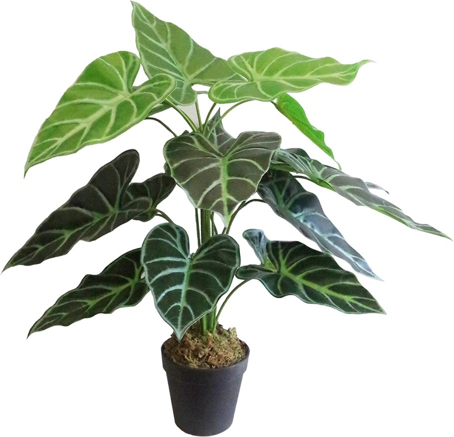 Монстера алоказия