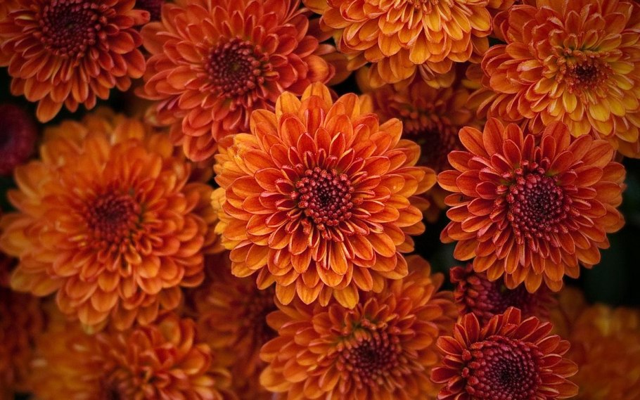 Хризантема Cayman Orange