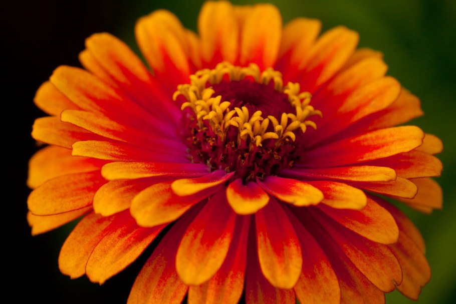 Цветок Фазиль оранжевый