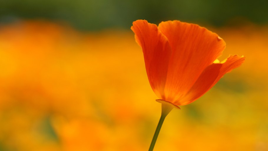 Оранжевые цветы