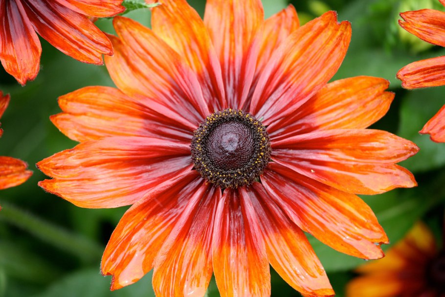 Цветок Оранжа