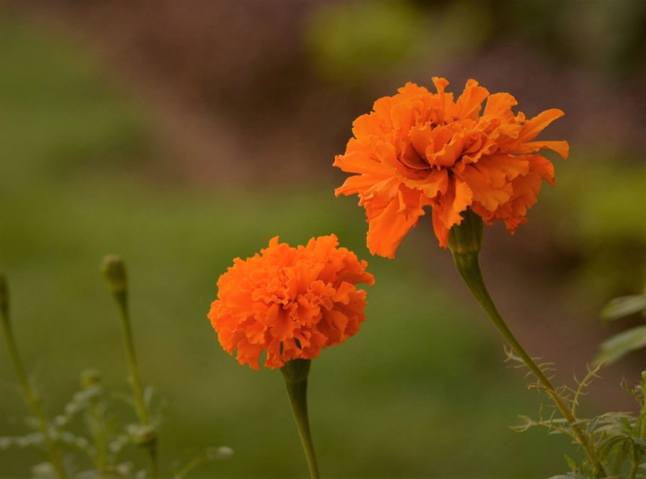 Бархатцы Дикие