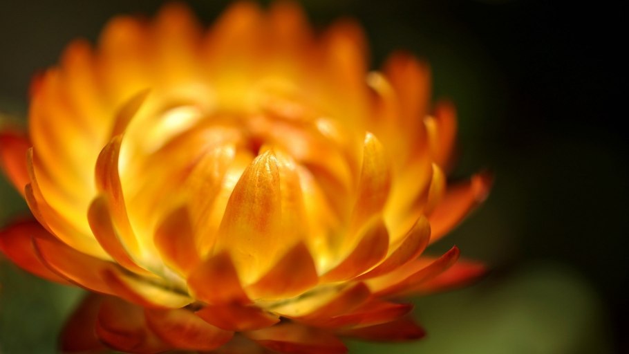 Бессмертник цветы оранжевый